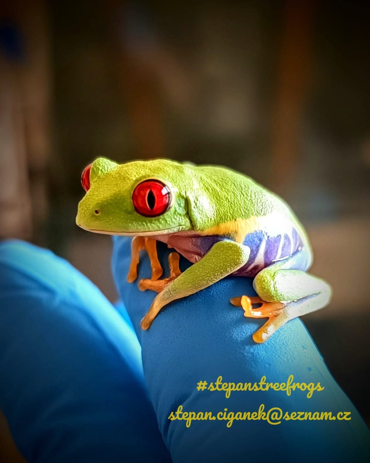 Listovnice červenooká (Agalychnis callidryas) mladá žabka několik týdnů po metamorfóze.