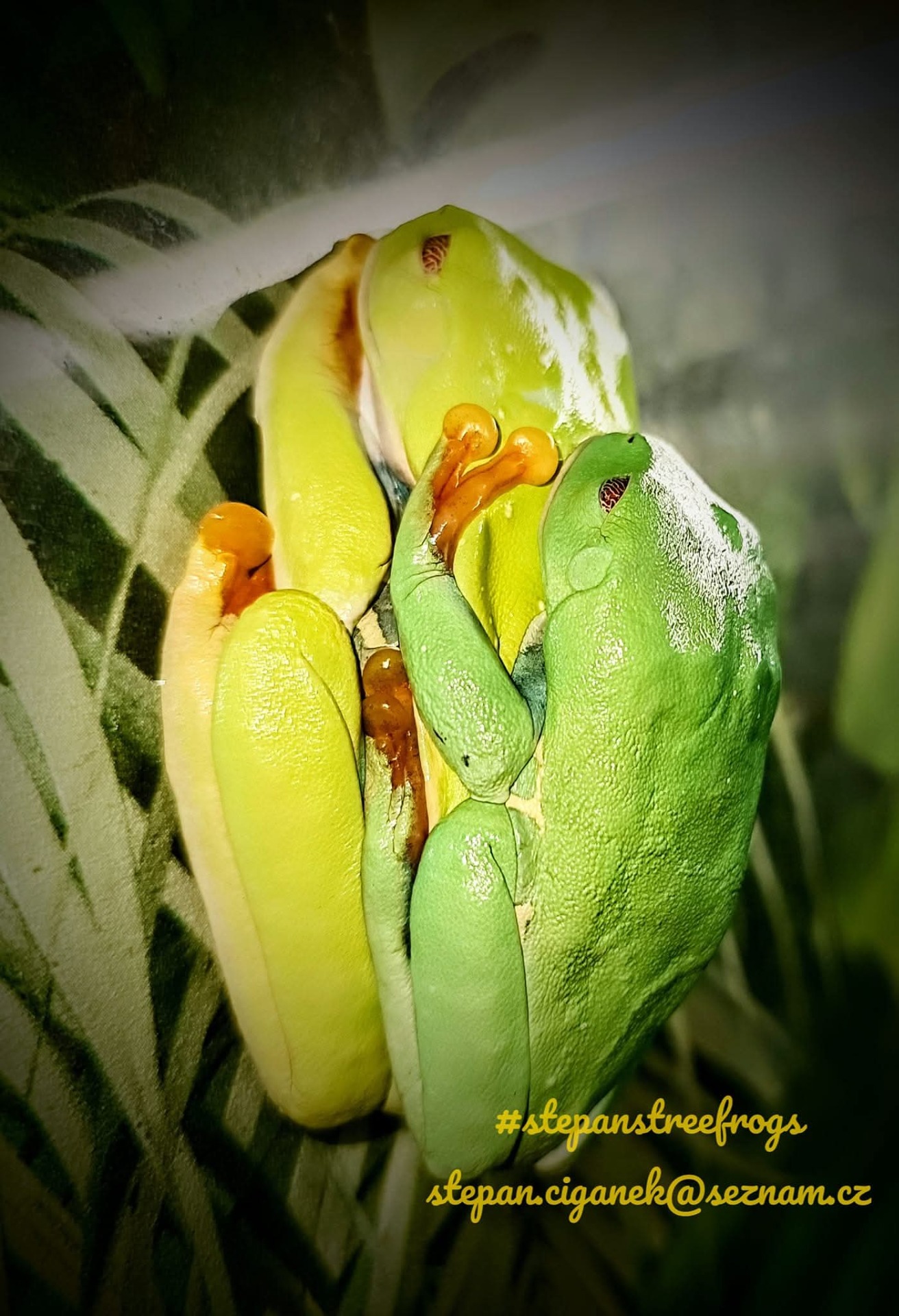 Listovní červenooká (Agalychnis callidryas) v amplexu, samec a samice.