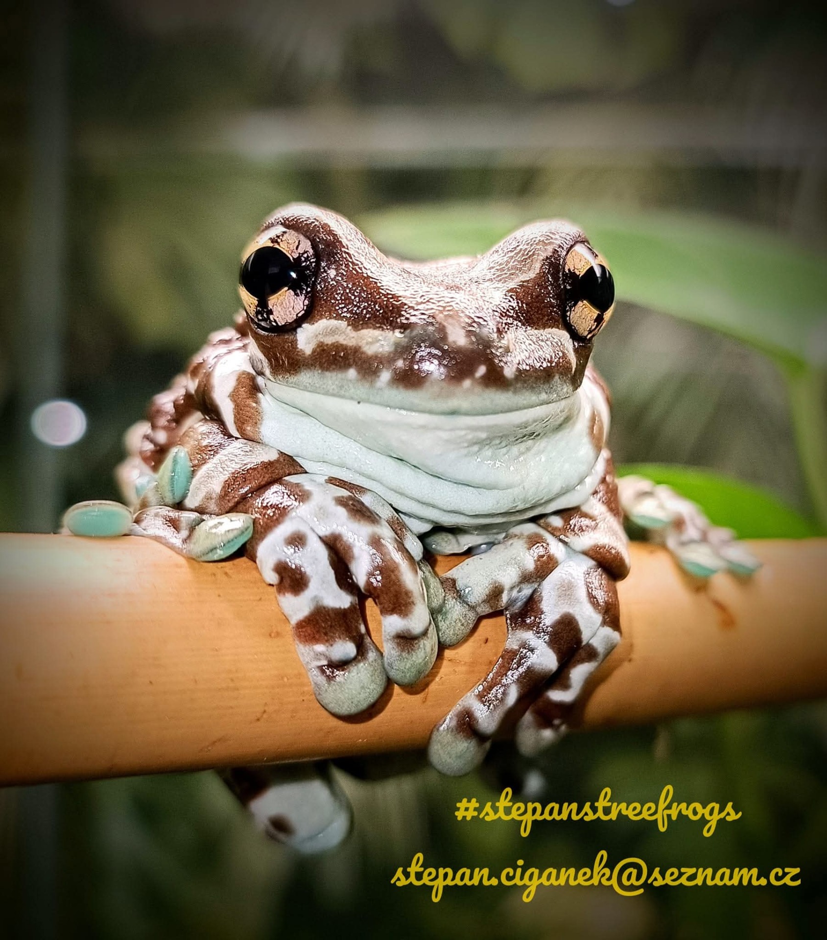 Rosnička včelí (Trachycephalus resinifictrix) v teráriu