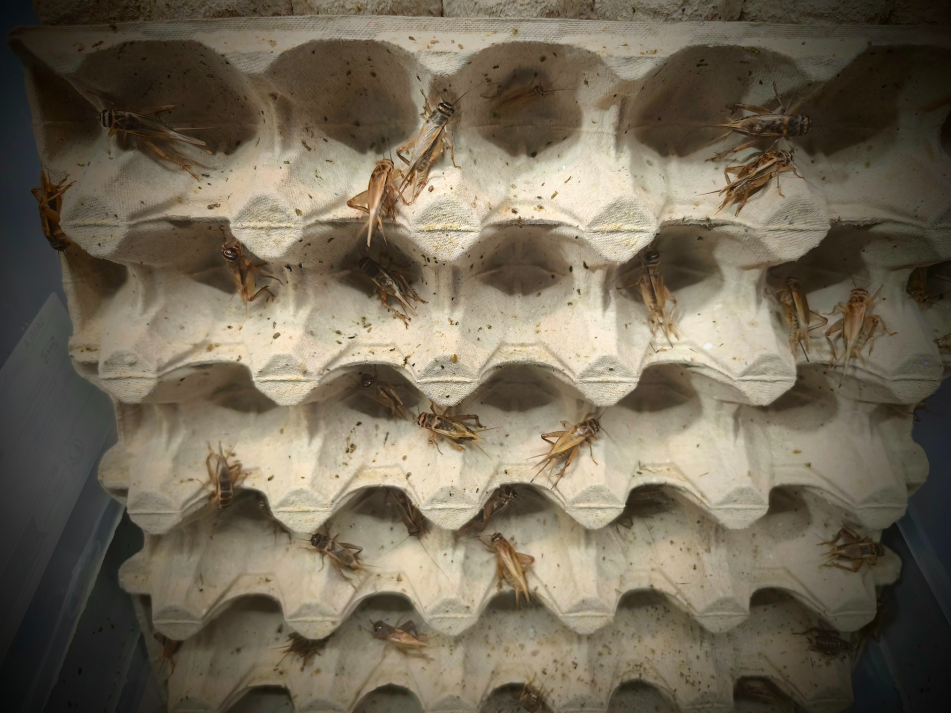 Dospělí cvrčcci domácí Acheta domesticus