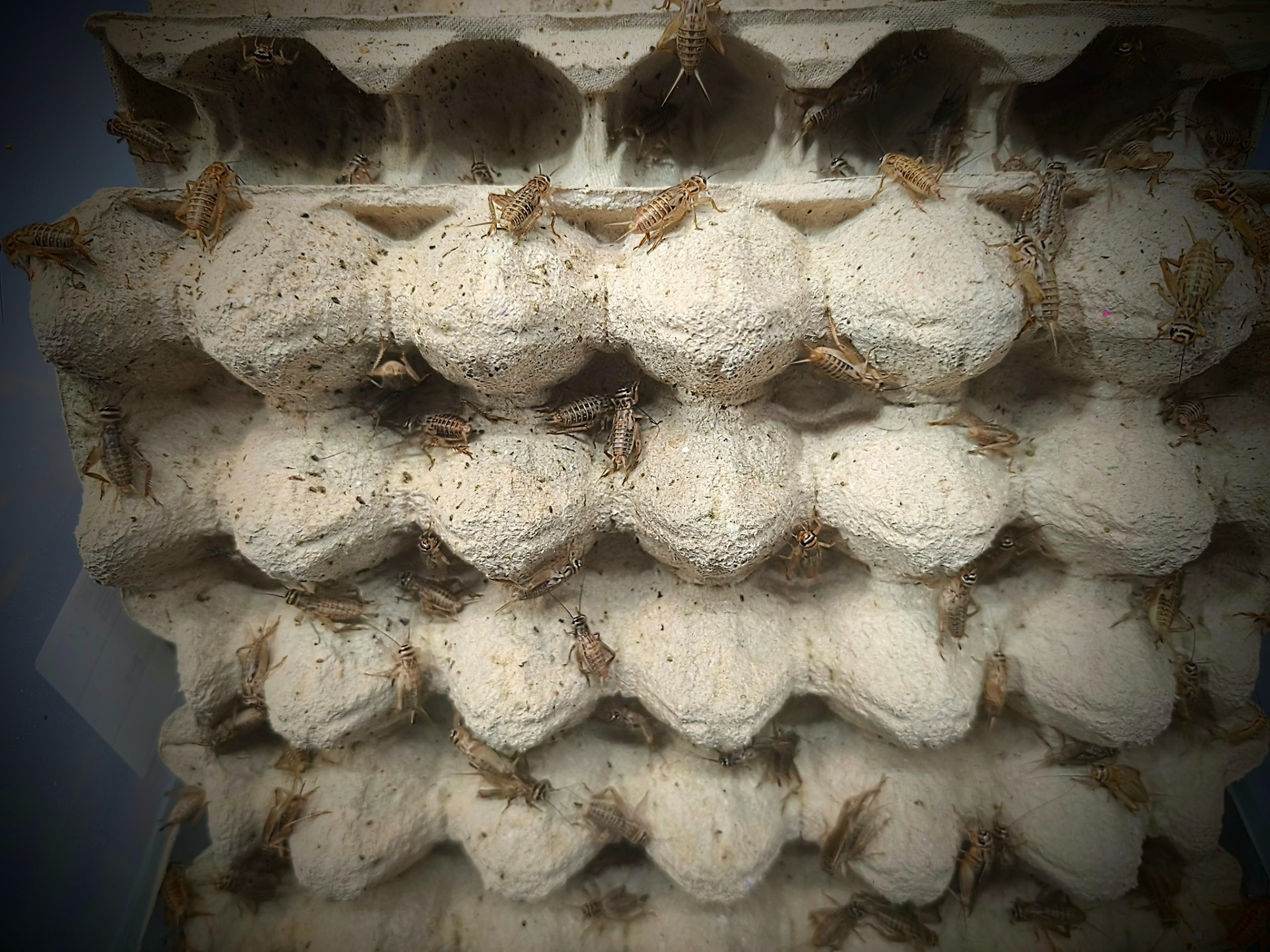 Cvrček domácí (Acheta domesticus) - velikost S2