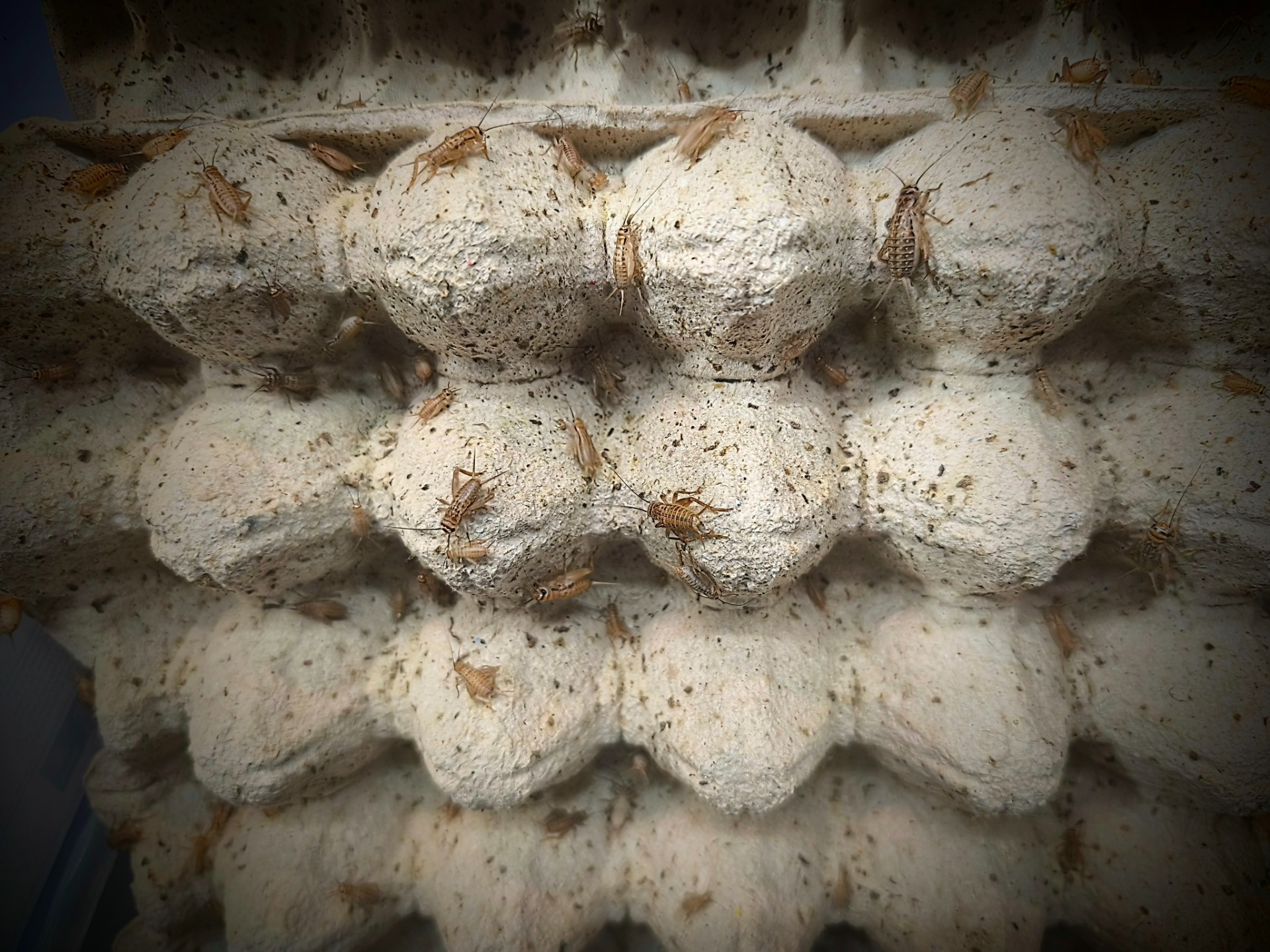 Cvrček domácí (Acheta domesticus) - velikost S1