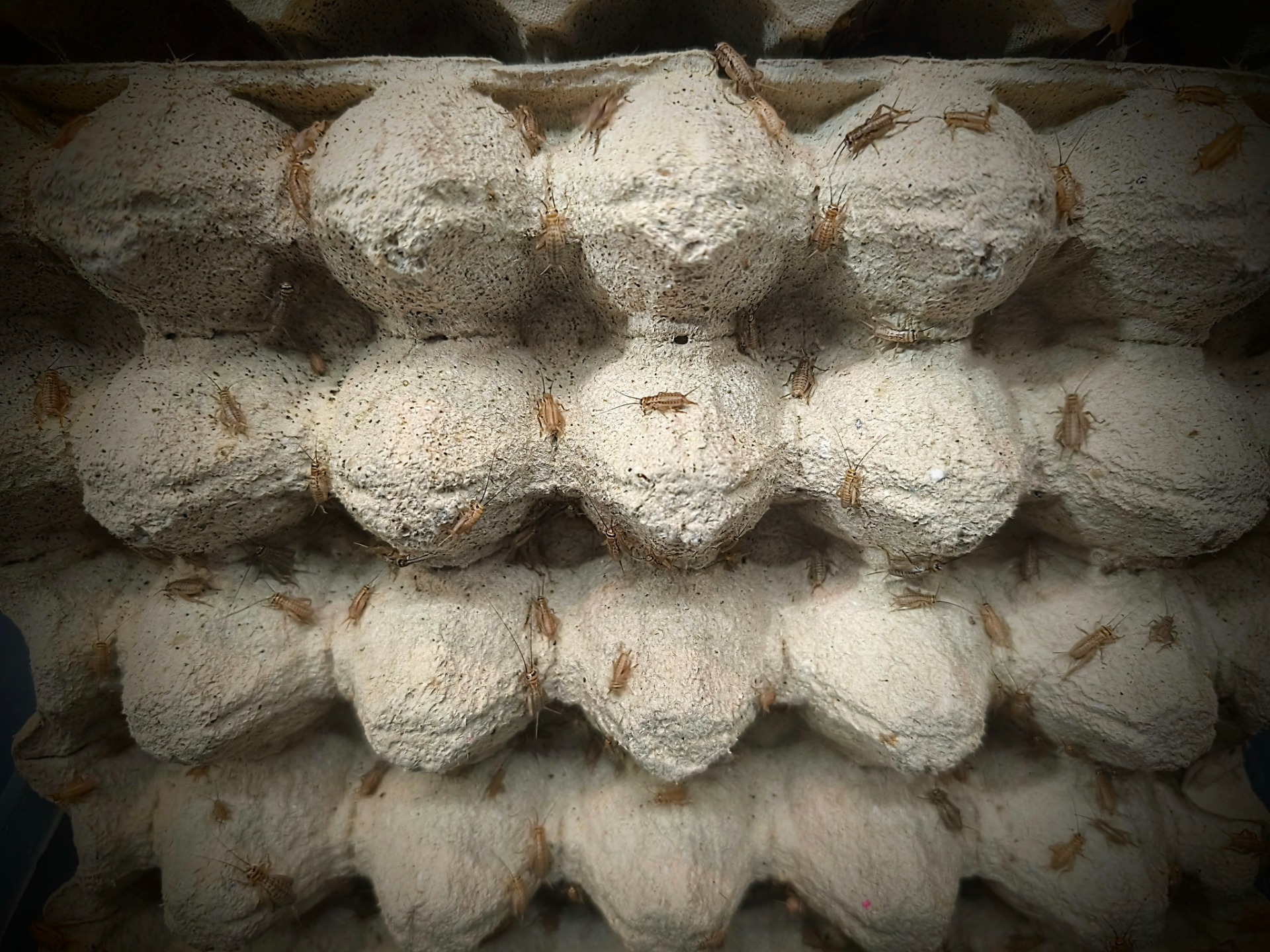 Cvrček domácí (Acheta domesticus)