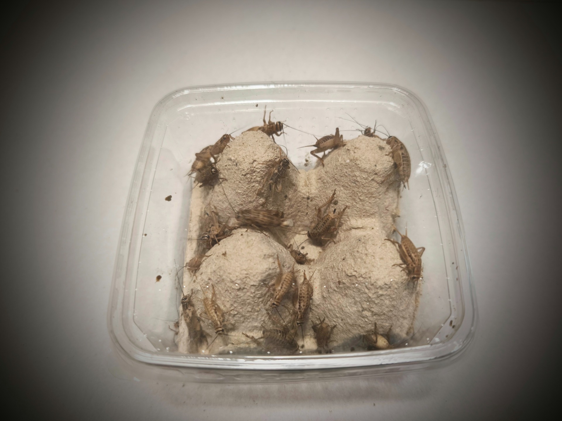 Cvrček domácí (Acheta domesticus) - velikost S2