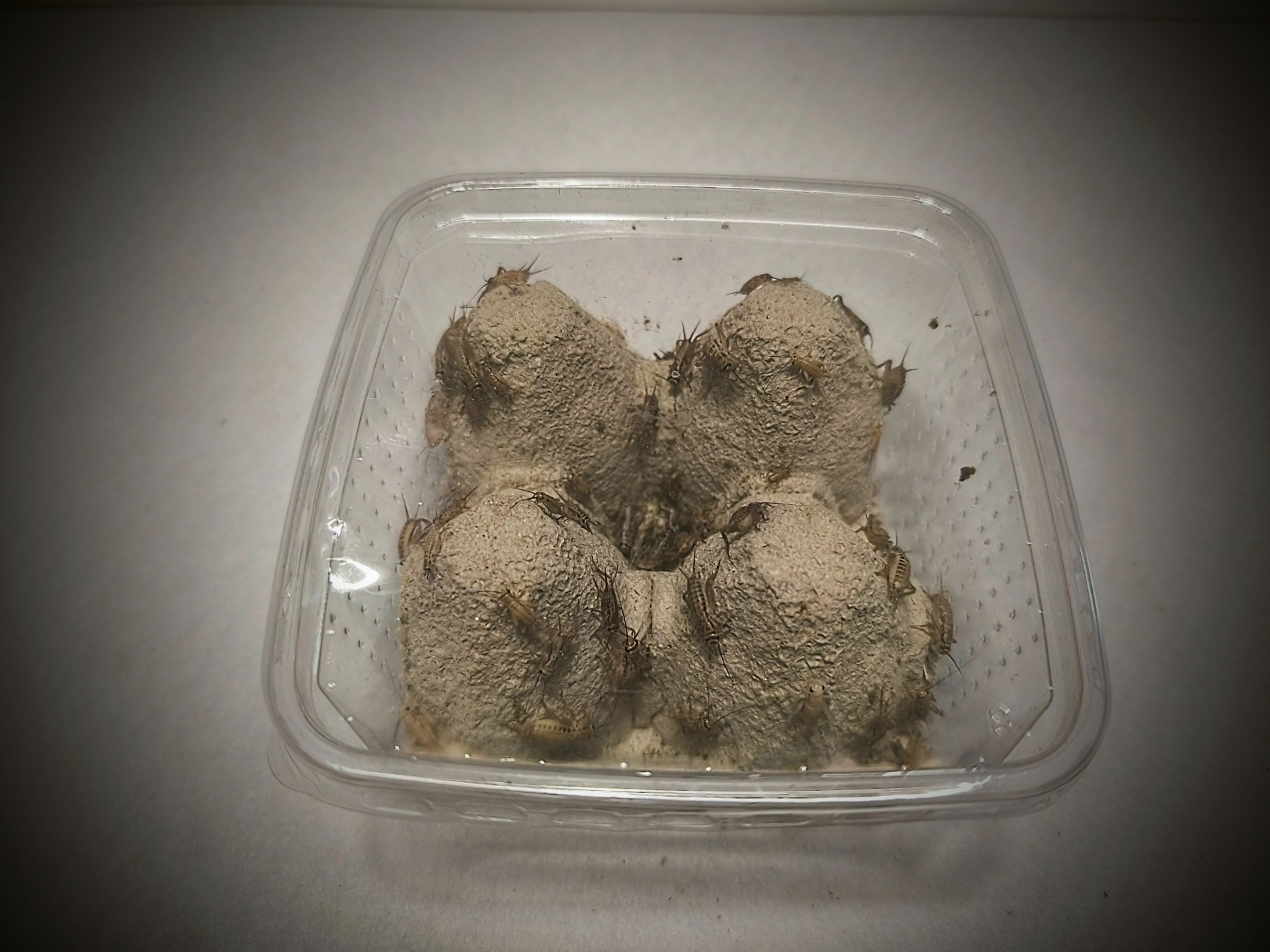 Cvrček domácí (Acheta domesticus) - velikost S1