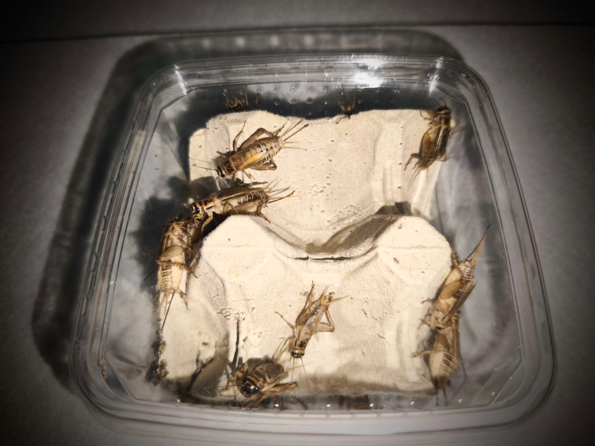 Cvrček domácí (Acheta domesticus) - velikost dospělí