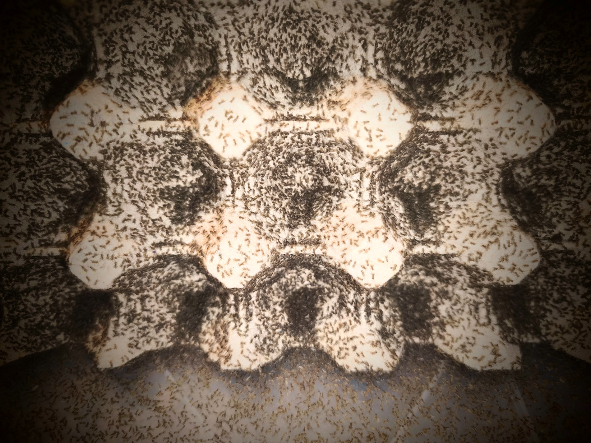 Cvrček domácí (Acheta domesticus) velikost prach